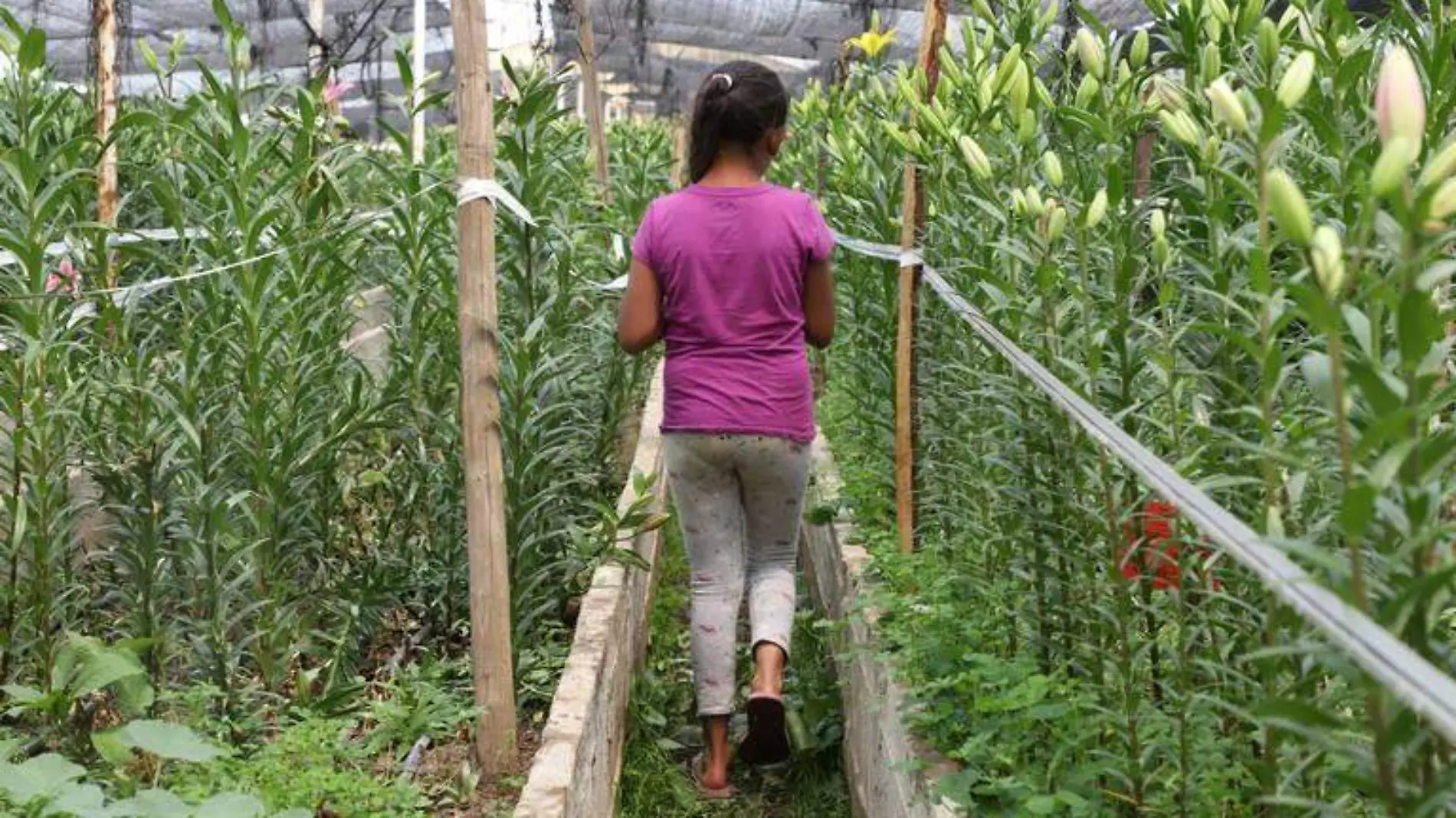 TRABAJO AGRÍCOLA INFANTIL F BEG (1)